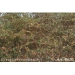 Rovi/Cesp autunno secchi